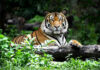 Tiger resting on a log in the jungle.