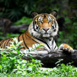 Oakland Zoo Welcomes Rescued Tiger Tiger resting on a log in the jungle.