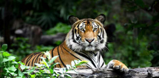 Tiger resting on a log in the jungle.
