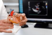 The Truth Behind the Viral 6 P.M. Heart Health Rule Healthcare professional holding a 3D heart model in front of a computer screen